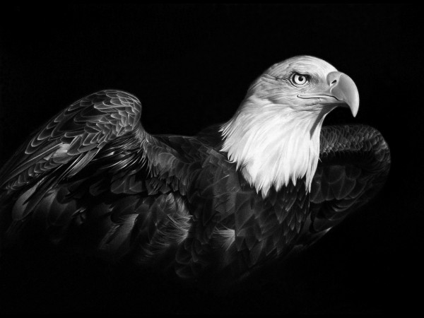 AMERICAN PRIDE by Miro Gradinscak